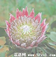 宁波余姚帝王花（菩提花）的花语