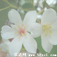 宁波余姚油桐花的花语