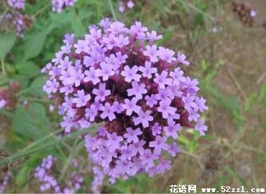 宁波余姚百里香（麝香草）的花语