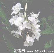 宁波余姚姜花的花语