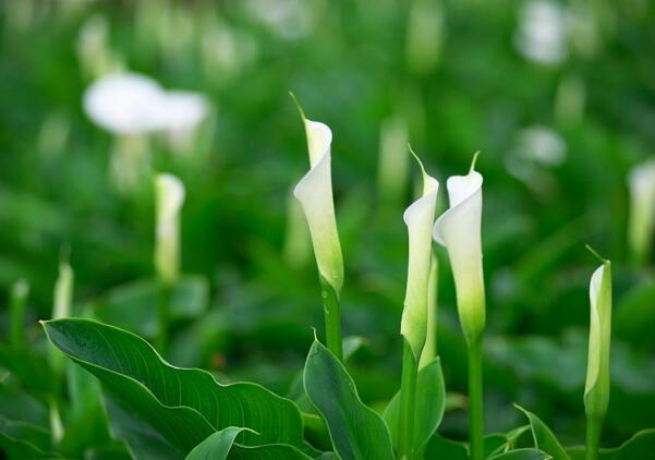 宁波余姚海芋花的花语是什么