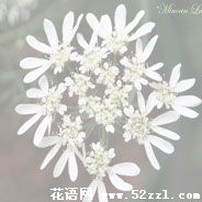 宁波余姚蕾丝花的花语