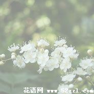 宁波余姚珍珠梅的花语