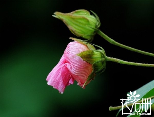 宁波余姚芙蓉花花语是什么，贞操/纯洁/纤细之美