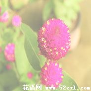 宁波余姚千日红的花语