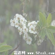 宁波余姚笑靥花的花语