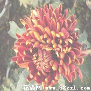 宁波余姚菊花花语—各种菊花的花语大全