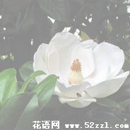 宁波余姚广玉兰（荷花玉兰）的花语