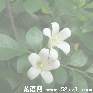 宁波余姚九里香的花语