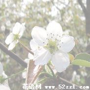 宁波余姚梨花的花语