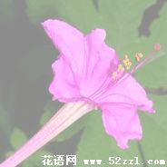 宁波余姚胭脂花的花语