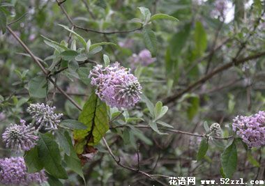 宁波余姚密蒙花的花语