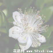 宁波余姚香不桃的花语