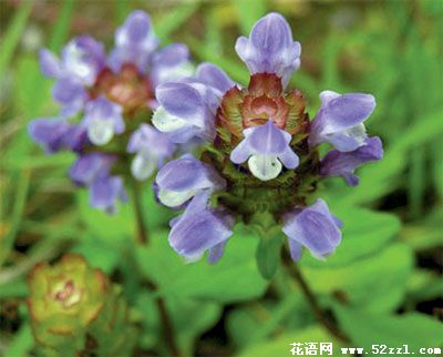 宁波余姚夏枯草的花语