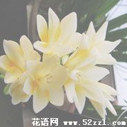 宁波余姚香雪兰（小苍兰）的花语