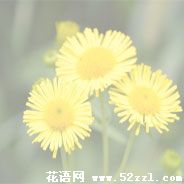 宁波余姚六月菊的花语