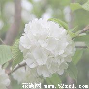 宁波余姚琼花（蝴蝶花）的花语