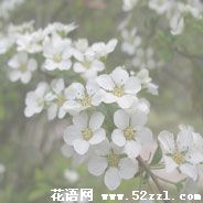 宁波余姚珍珠花的花语