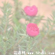 宁波余姚半枝莲（韩信草）的花语