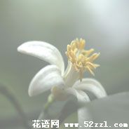 宁波余姚柠檬花的花语