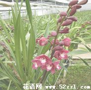 宁波余姚大花蕙兰的花语