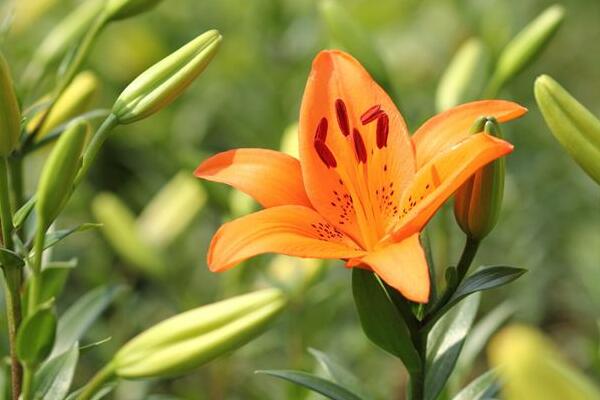 宁波余姚百合花花语是什么，代表着美好的家庭和伟大的爱