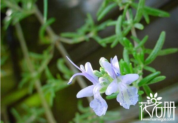 宁波余姚迷迭香的花语是什么 留住美好的回忆