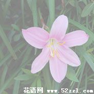 宁波余姚韭菜兰的花语