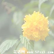 宁波余姚棣棠花的花语