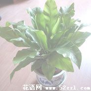 宁波余姚鸟巢蕨的花语