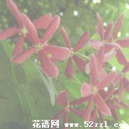 宁波余姚使君子（留球子）的花语