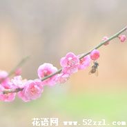 宁波余姚梅花的花语