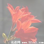 宁波余姚火花兰的花语