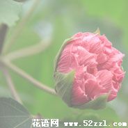 宁波余姚芙蓉花的花语