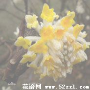 宁波余姚打结花（黄瑞香）的花语