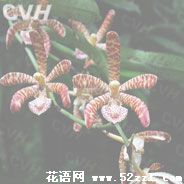 宁波余姚花蜘蛛兰的花语