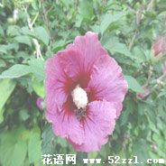 宁波余姚扶桑花的花语