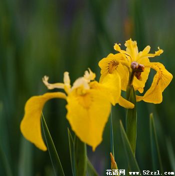 宁波余姚小鸢尾花（明黄色）的花语