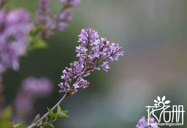 宁波余姚丁香花的花语是什么 纯洁的初恋