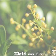 宁波余姚米兰花的花语