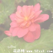 宁波余姚待宵花的花语