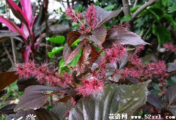 宁波余姚红桑花（铁苋菜）的花语