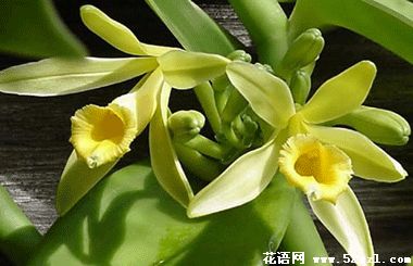 宁波余姚香子兰（香荚兰）的花语