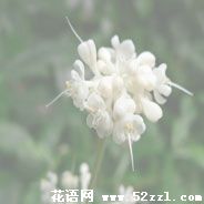 宁波余姚杜若花的花语