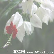 宁波余姚龙吐珠的花语