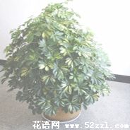 宁波余姚鹅掌柴的花语