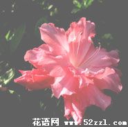 宁波余姚杜鹃花的花语