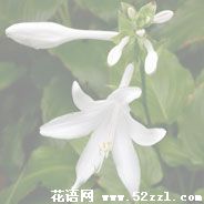 宁波余姚晚香玉（夜来香）的花语