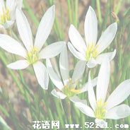 宁波余姚葱兰的花语