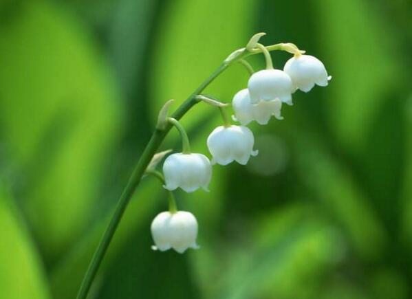 宁波余姚铃兰花花语